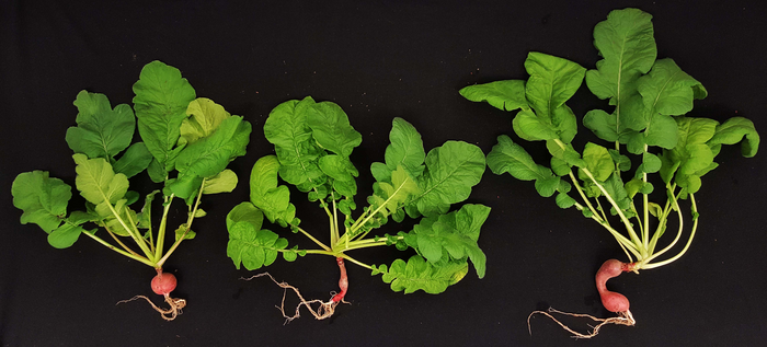 Growth of radish plants.