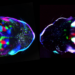 Cortical spontaneous activity at birth in a control mouse (left) and a mouse where retinal waves were blocked by carbenoxolone injection into the eye (right).