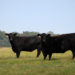 Cows in Field