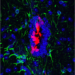 Image of uninjured mice spinal cord, with ependymal cells shown in red.