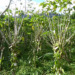 Vanilla agroforest on former fallowland