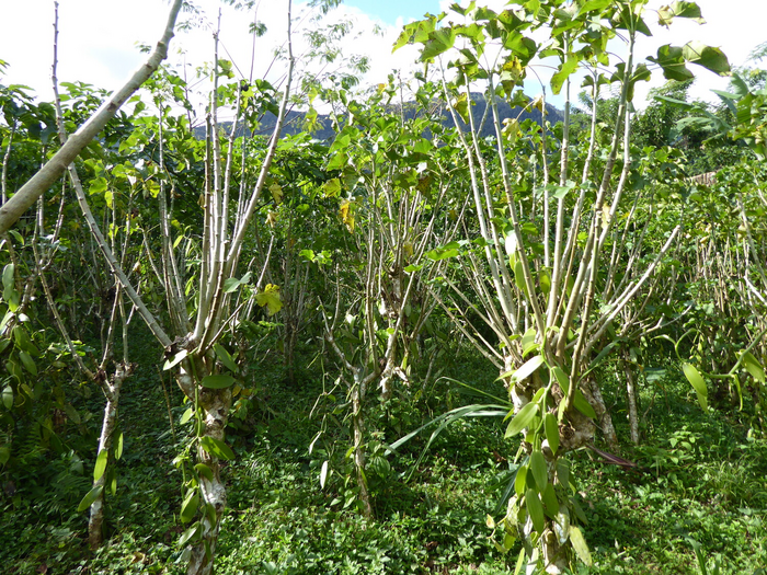 Vanilla agroforest on former fallowland