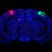 Cortices across hemispheres