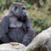 Sukari the gorilla at Zoo Atlanta.