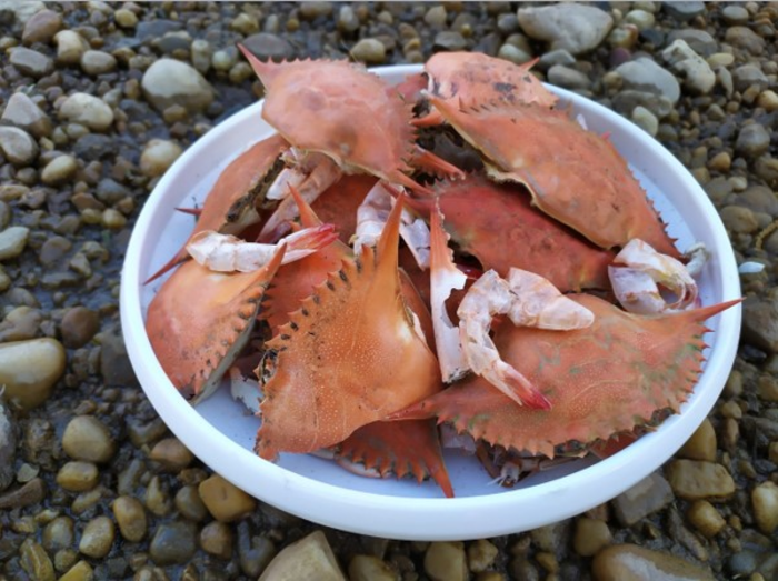 Crab and shrimp shells are an abundant source of chitin