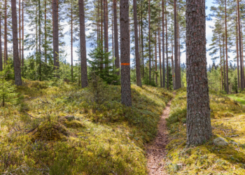 Path in the woods