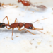 Harpegnathos saltator worker ants