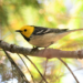 hermit warbler