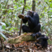 Female chimpanzee cracking nuts