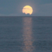 Moonlight plays an important role in synchronizing the reproductive cycles of marine life.