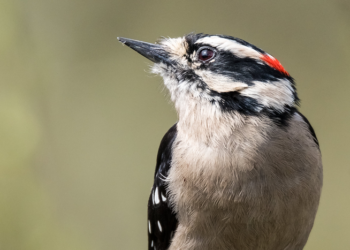 Drumming in woodpeckers is neurologically similar to singing in songbirds