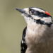 Drumming in woodpeckers is neurologically similar to singing in songbirds