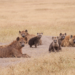 Spotted hyena female and offspring