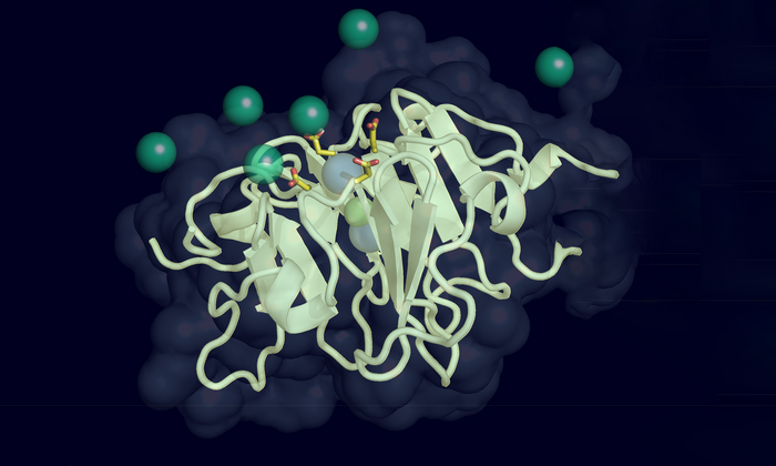 Vitronectin illustration