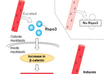 Rspo3 affects the differentiation of surrounding myoblasts.