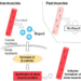 Rspo3 affects the differentiation of surrounding myoblasts.