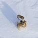 Isle Royale wolves