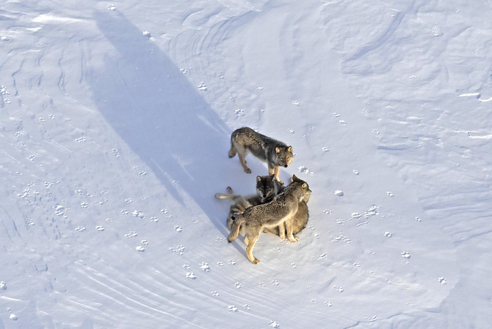 Isle Royale wolves