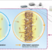 Membranes help multiply microbial CO2 munching