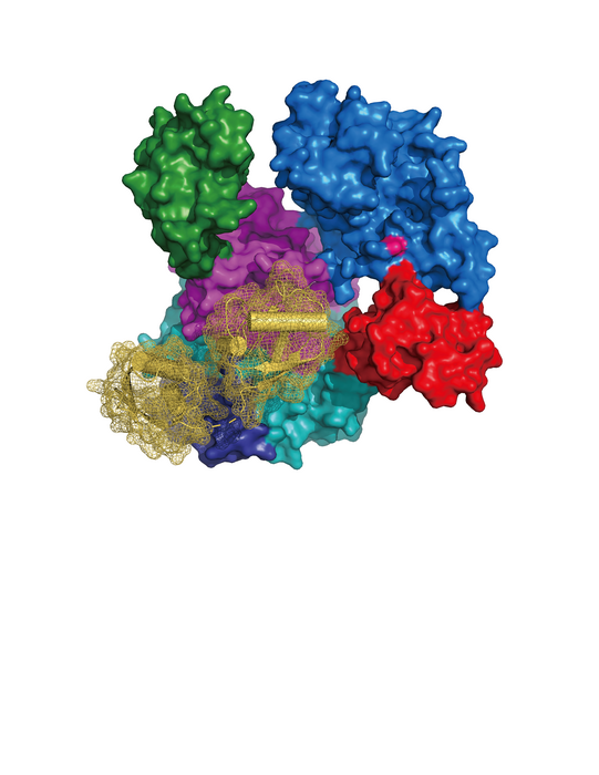 Structures of UBA6