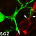 Developmental microglia-neuron interaction