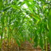 Researchers Propose New Framework for Regulating Engineered Crops