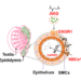 Role of α-ketoglutarate acid （AKG）and its receptor OXGR1 in male sperm maturation