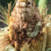 Corn Earworm Attacks Plant