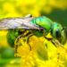 Green sweat bee