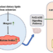 The neonatal ketone body determines the female ovarian ageing via regulating follicle reserve