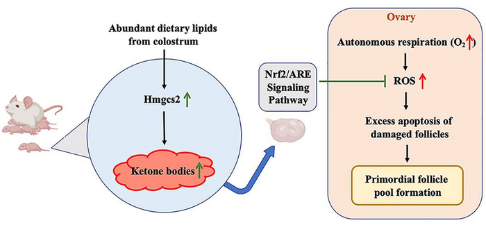 The neonatal ketone body determines the female ovarian ageing via regulating follicle reserve