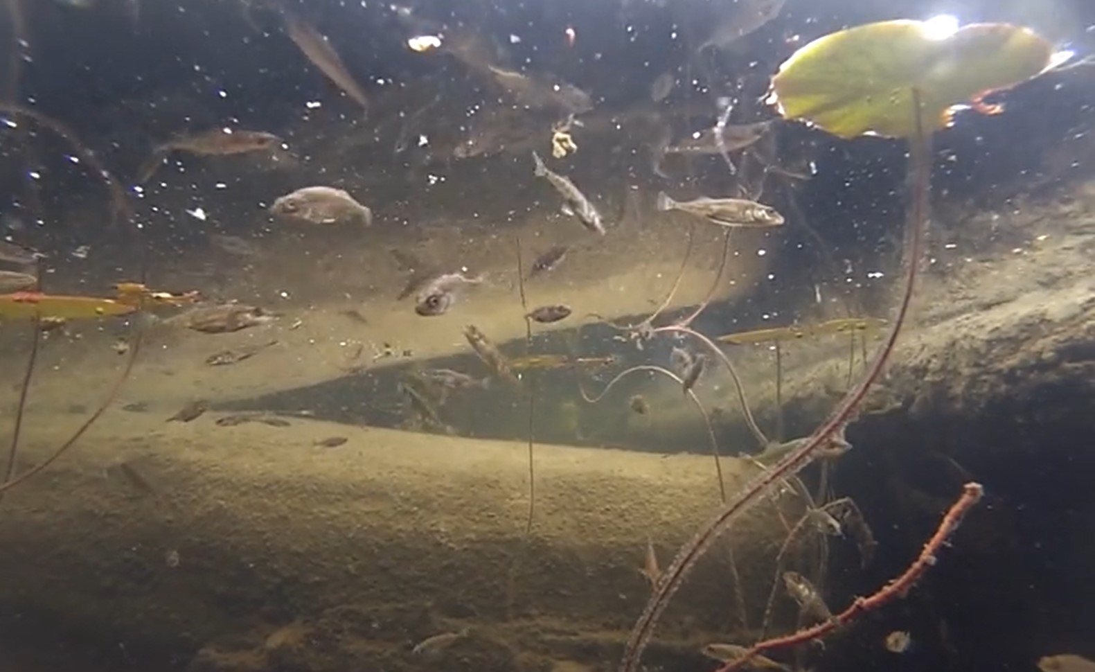 School of stickleback fish