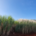 Sugarcane in the field