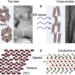 Microwave Absorption Mechanism of vadanium-based MXene composite