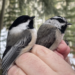 Black-capped and mountain chickadee