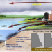 Coal Ash Pathways to Surface Water