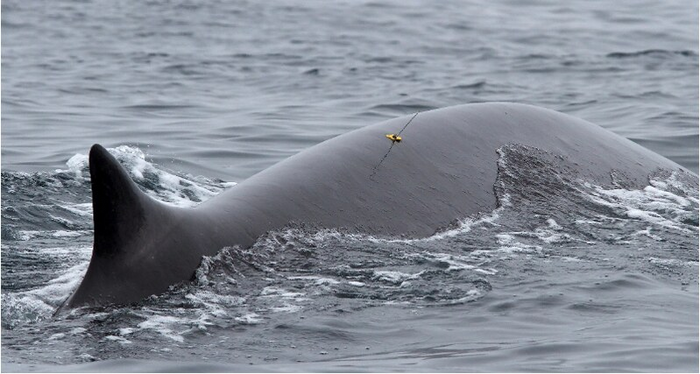 Tagged whale