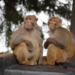 Rhesus macaques in the city of Shimla, northern India