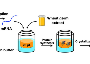 Cell-Free Protein Crystallization (CFPC)