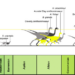 Paleohistological transverse sections of select elements of (A) large- and (B) medium-bodied individuals of the Eutaw ornithomimosaurs, and (C) relative body-size of the Eutaw ornithomimosaurs within known ornithomimosaur taxa through a geological time.