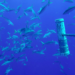 A rainbow runner scraping on a blue shark at Ascension Island