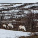 Arctic reindeer