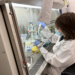 A member of the Barreiro lab works in the tissue culture hood