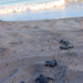 With the help of the TurtleSense system, Olive Ridley hatchlings safely make their way to the ocean on the Pacific coast of Costa Rica.