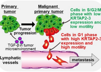 TGF-β orchestrates proliferation and migration of cancer cells via KRTAP2-3