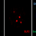 The cell sentinel that neutralises hepatitis B