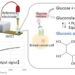 Detection principle of membrane proteins using the cell based-transistor