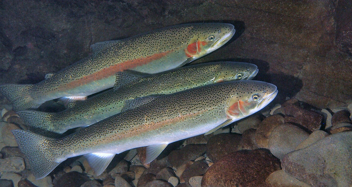 Steelhead trout