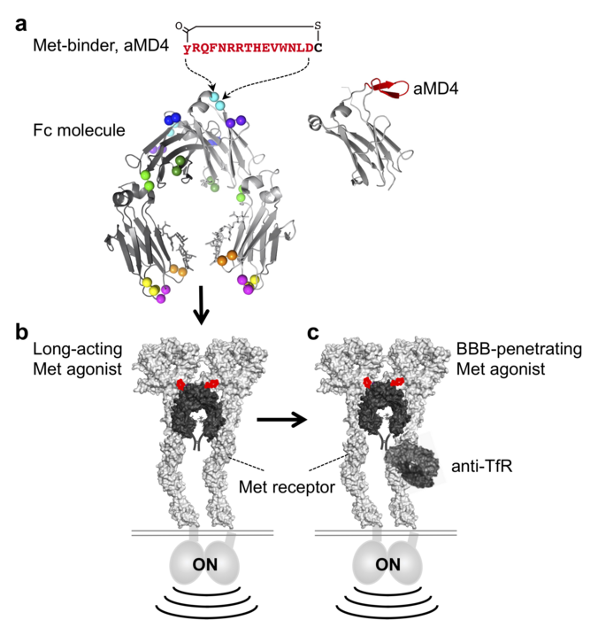 Fig. 1. Lasso-grafting to design molecules that mimic growth factors with longer retention and brain penetration.