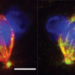 Cell division process showing effects of TTLL11